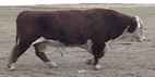 Herd Bull 35J
