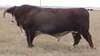 Herd Bull 77H