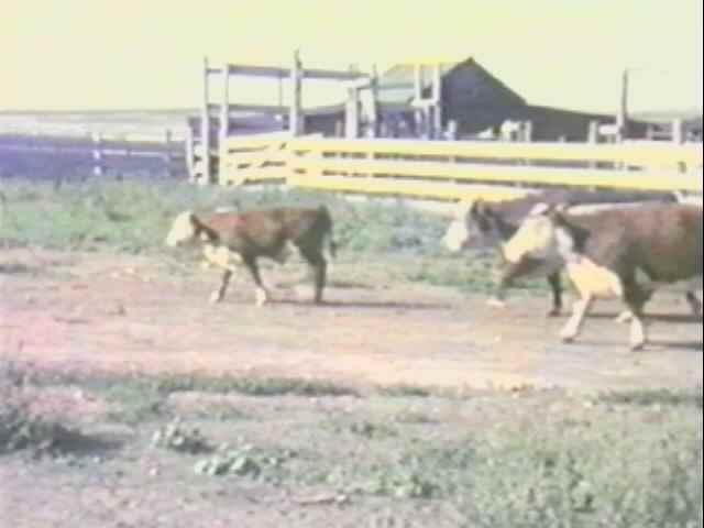 1963 cows