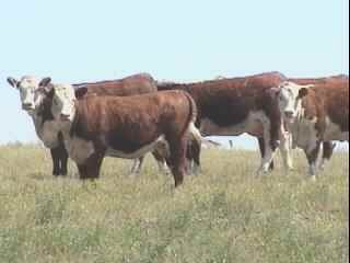 Commercial Heifers