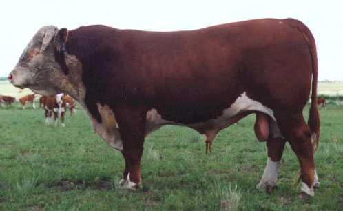 AGA 16B Generator 101E (14898 bytes)