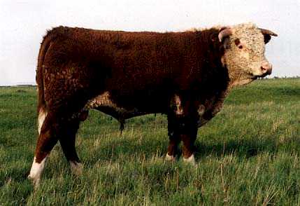 AGA 4016D STANMORE 218G (19020 bytes)