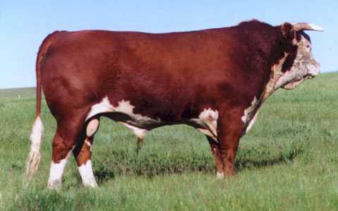 Bar OM 656 ST Command Lad 277D (15655 bytes)