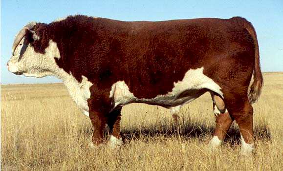 MN 974Y Mischief 605E (32129 bytes)