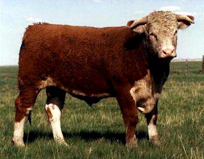 AGA 335C EXTRA 69G (20,000 bytes)