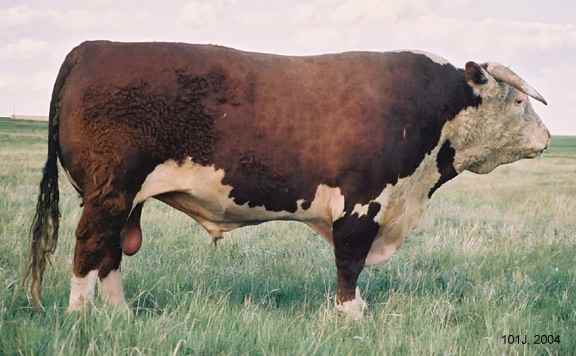 101J04.jpg (21659 bytes)