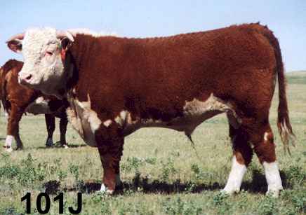 101j.jpg (16944 bytes)