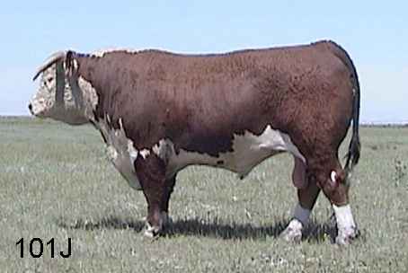 101j2.jpg (14602 bytes)