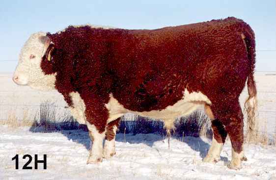 12h2.jpg (24138 bytes)