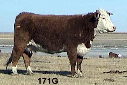 171g.jpg (15213 bytes)