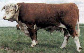 69G, June 1999 (13680 bytes)