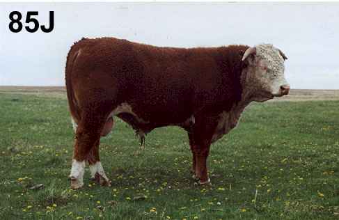 85j.jpg (15893 bytes)