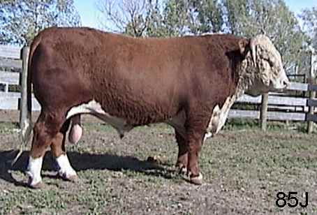 85j2.jpg (23267 bytes)